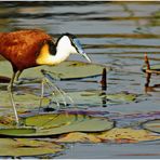 Blaustirnblatthühnchen (Actophilomis africanus, African Jacana)