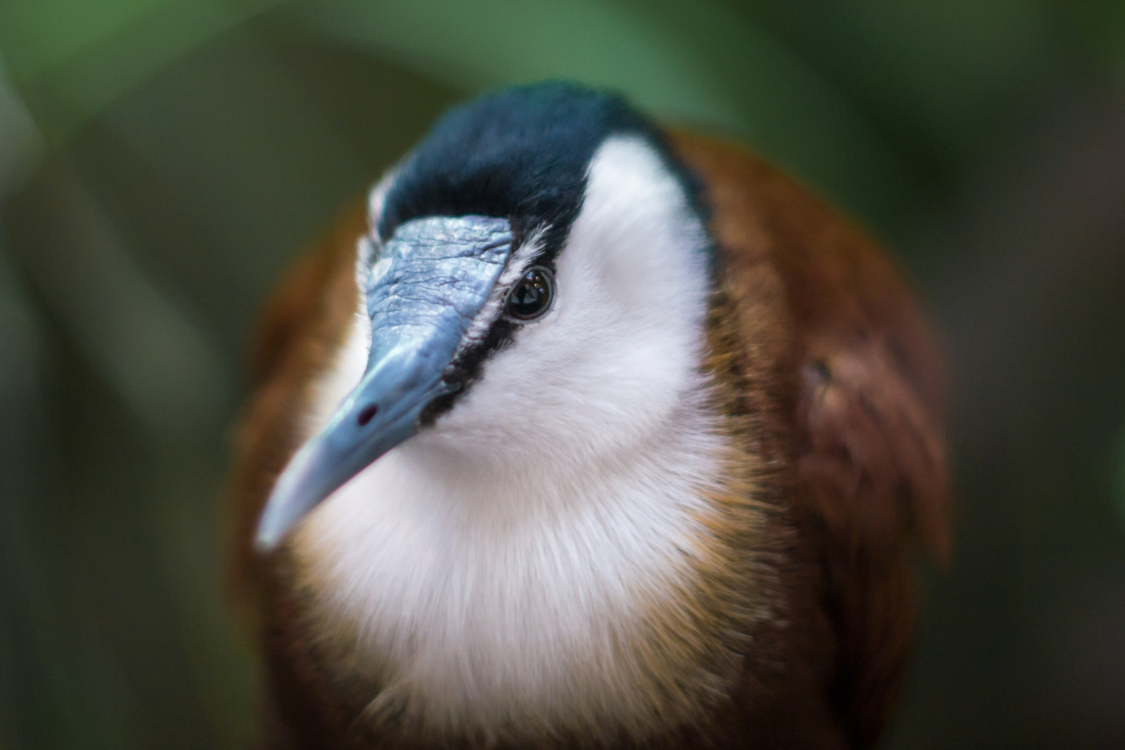 Blaustirnblatthühnchen (Actophilornis africanus)