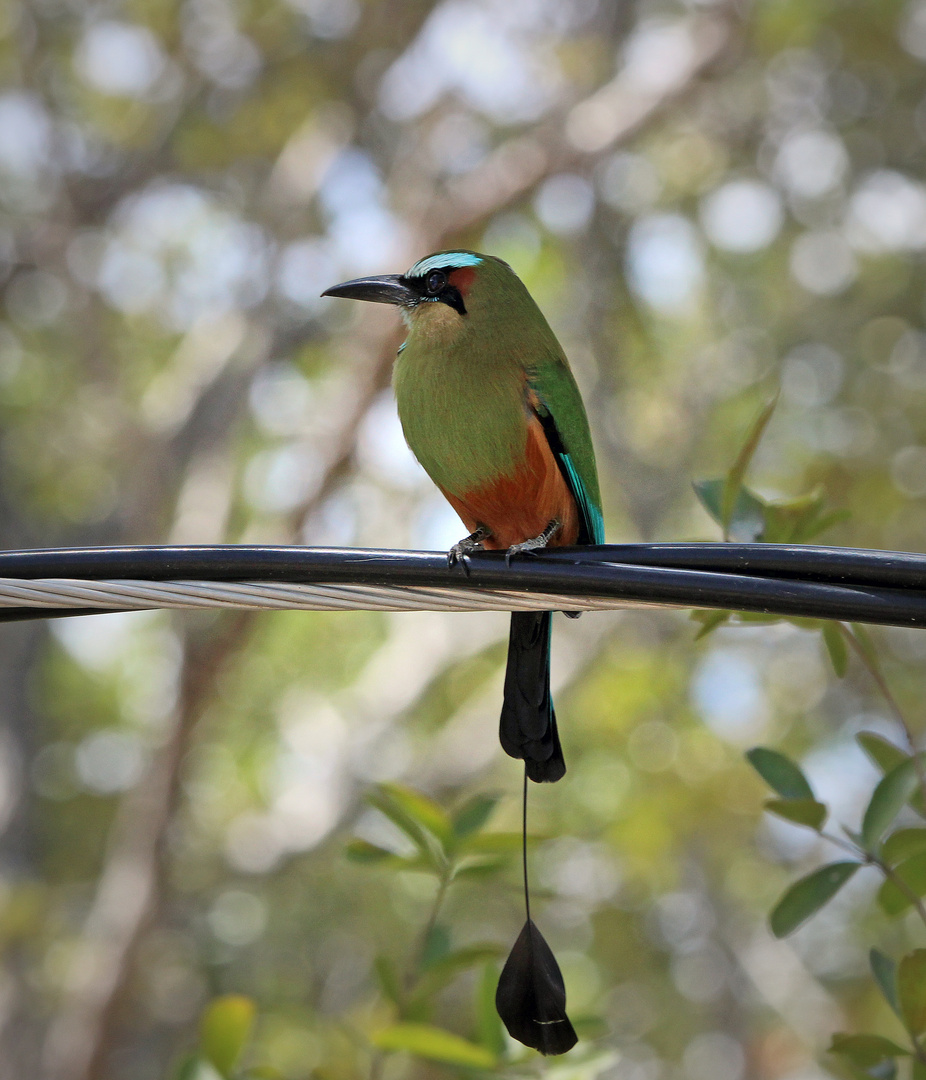 Blaustirnmotmot