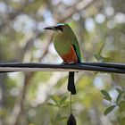 Blaustirnmotmot