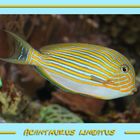 Blaustreifen Doktorfisch - Acanthurus lineatus