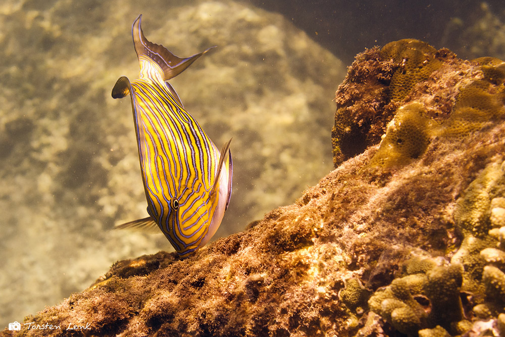 Blaustreifen Doktorfisch (Acanthurus lineatus)