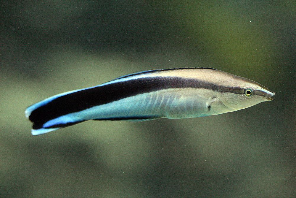 Blaustreifen-Putzerlippfisch