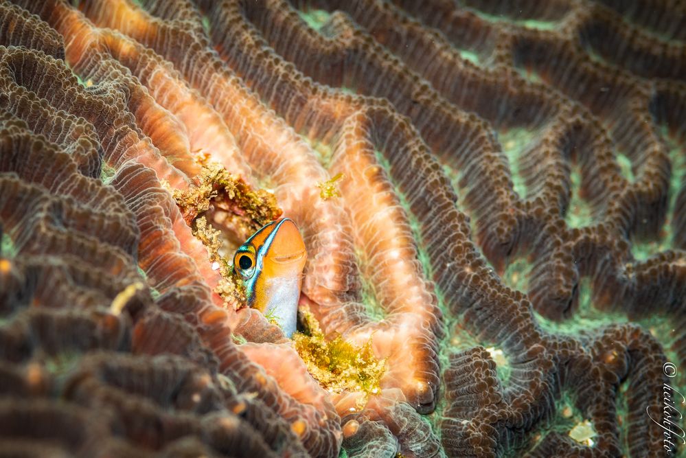 Blaustreifen-Säbelzahnschleimfisch 