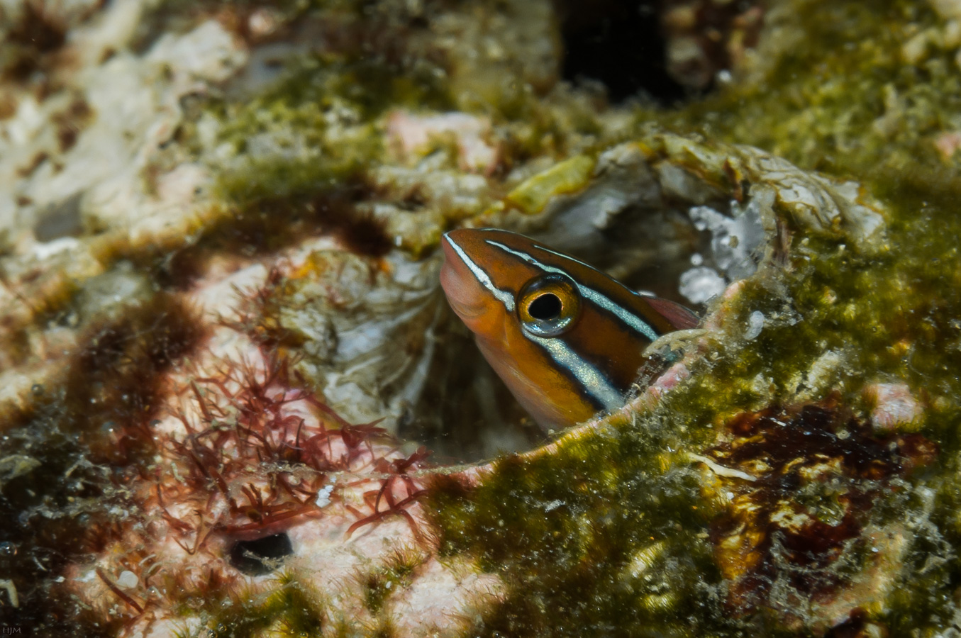 Blaustreifen-Säbelzahnschleimfisch