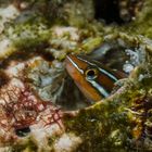 Blaustreifen-Säbelzahnschleimfisch