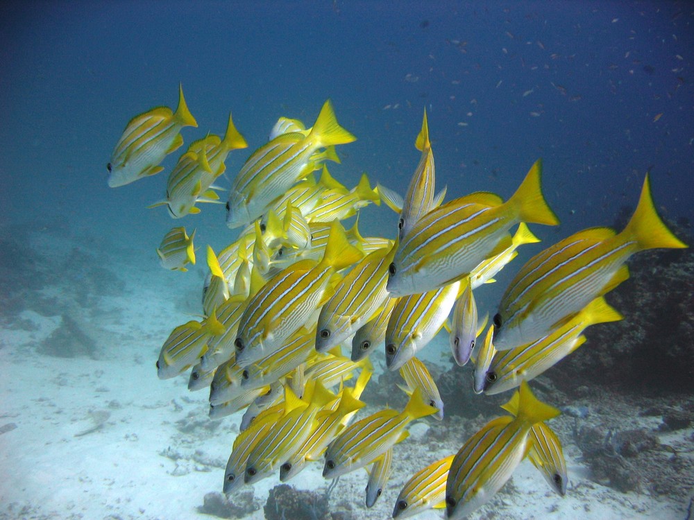 Blaustreifen Snapper