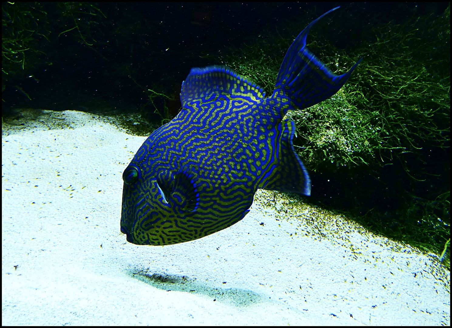 Blaustreifendrückerfisch im Aquazoo