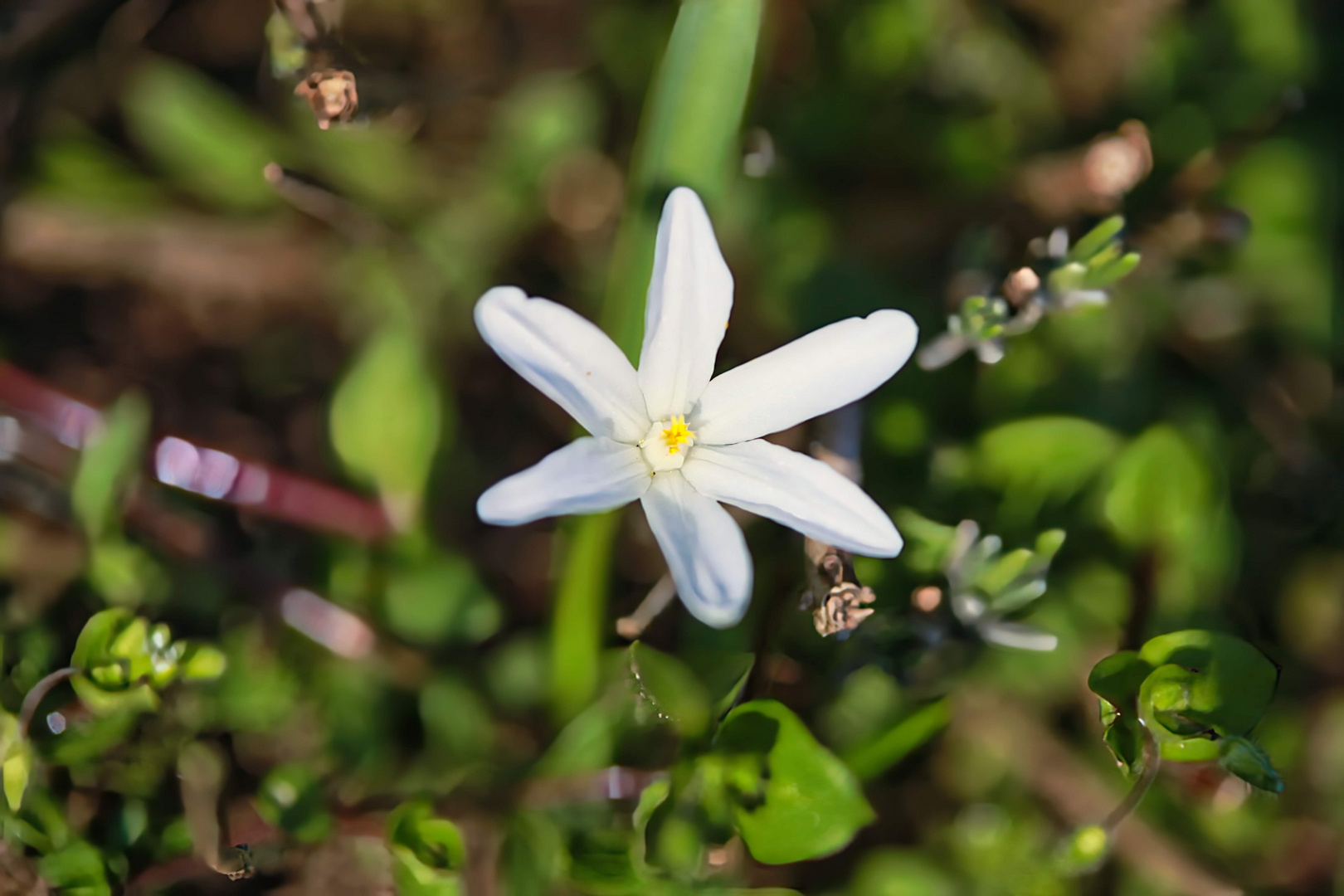 blaustrern macro