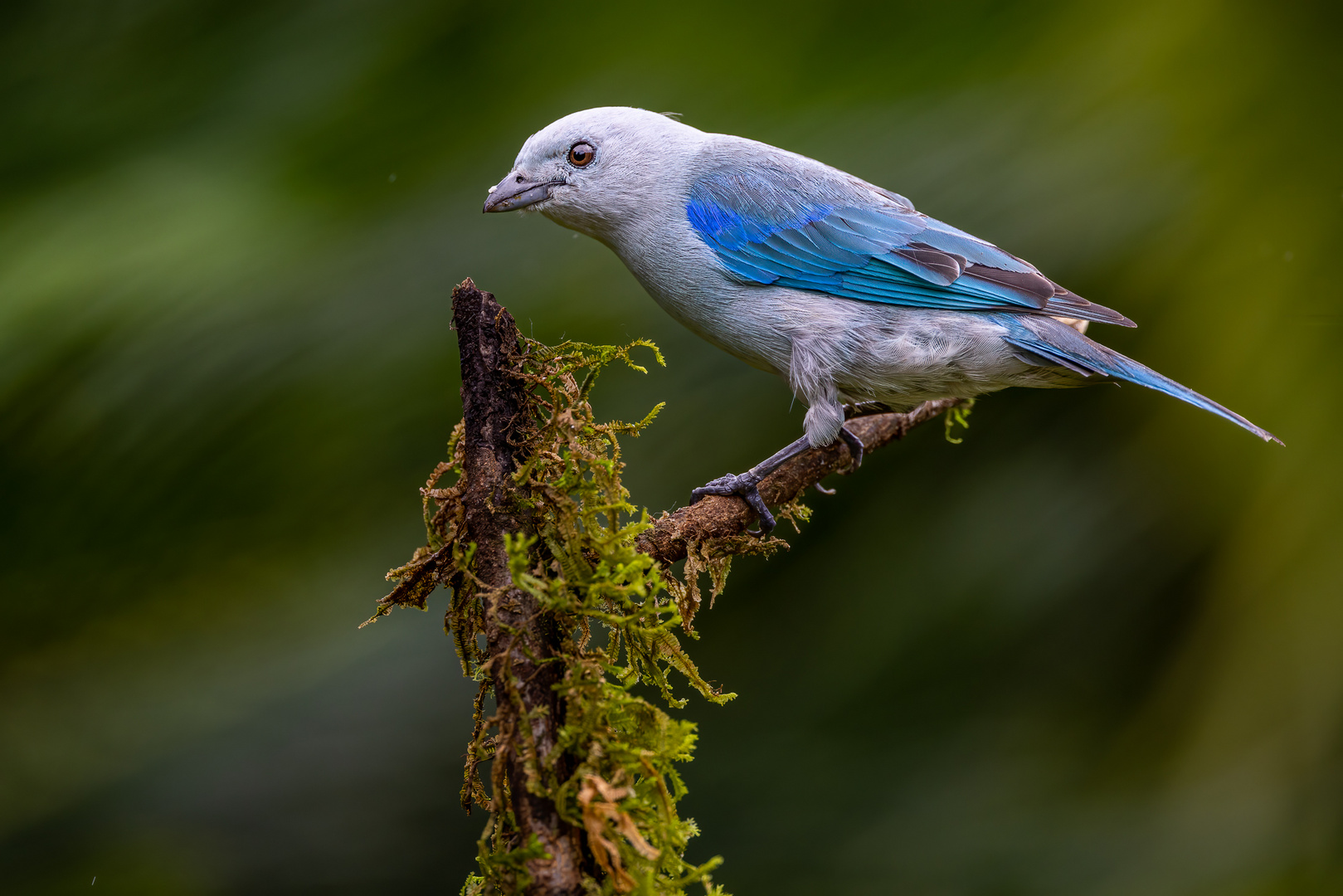 Blautangare (Blue-gray Tanger)