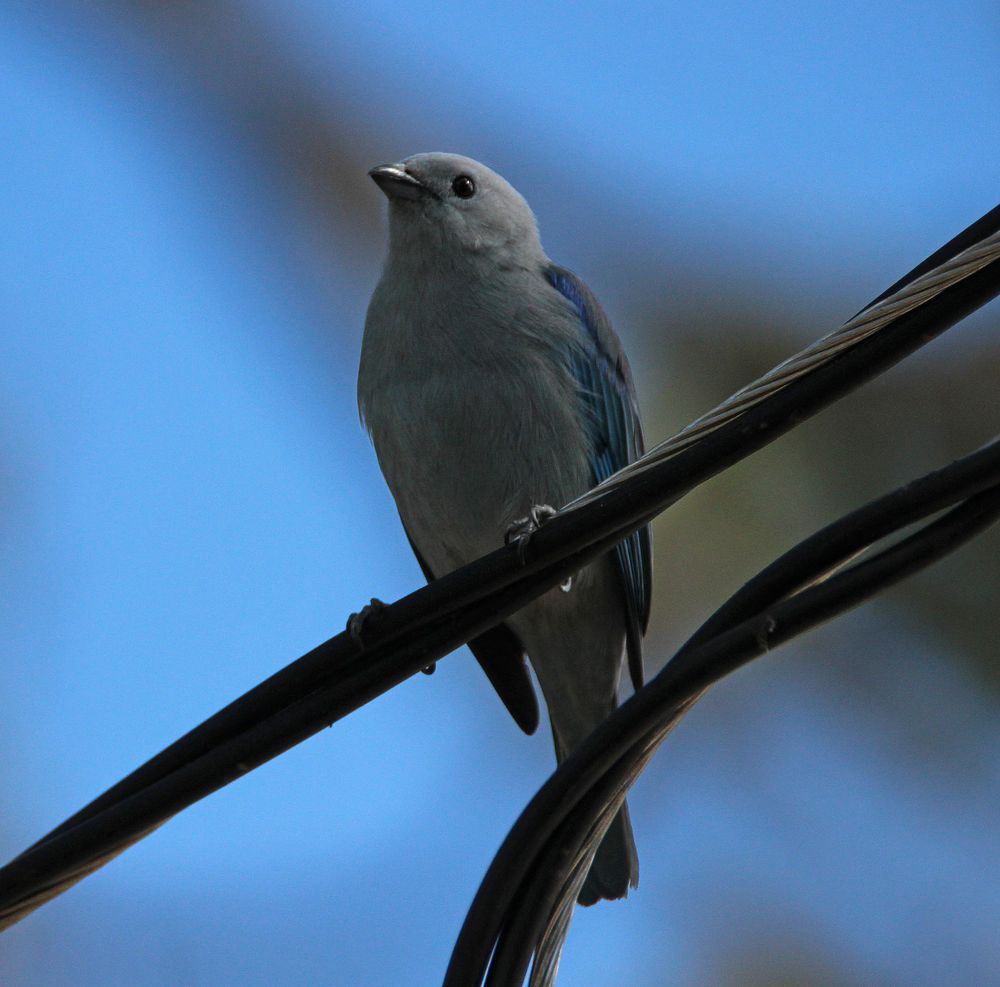 Blautangare, Costa Rica