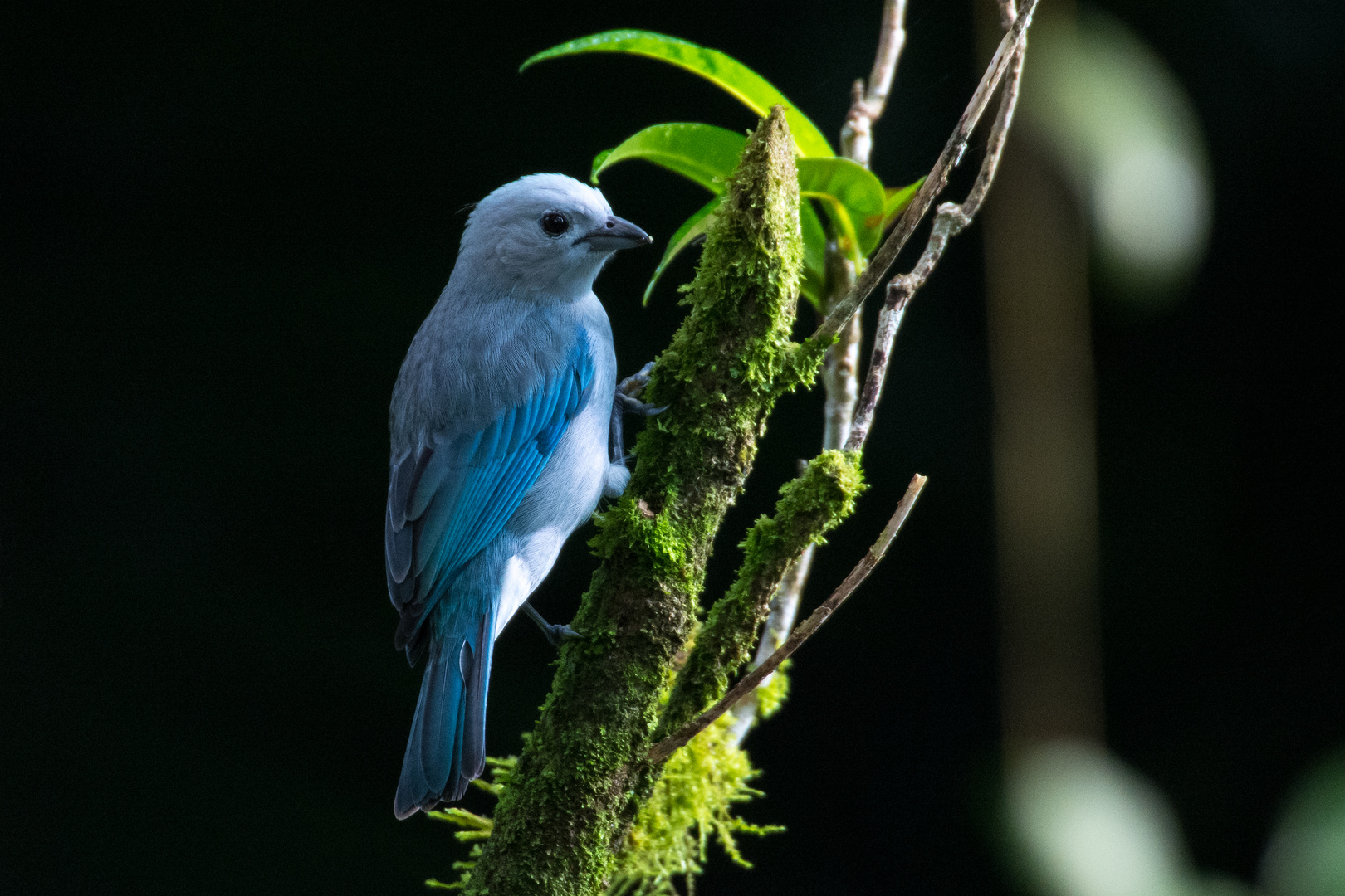 Blautangare in Costa Rica