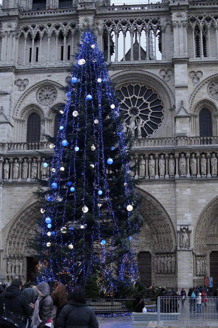 "Blautanne" vor Notre Dame