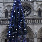 "Blautanne" vor Notre Dame