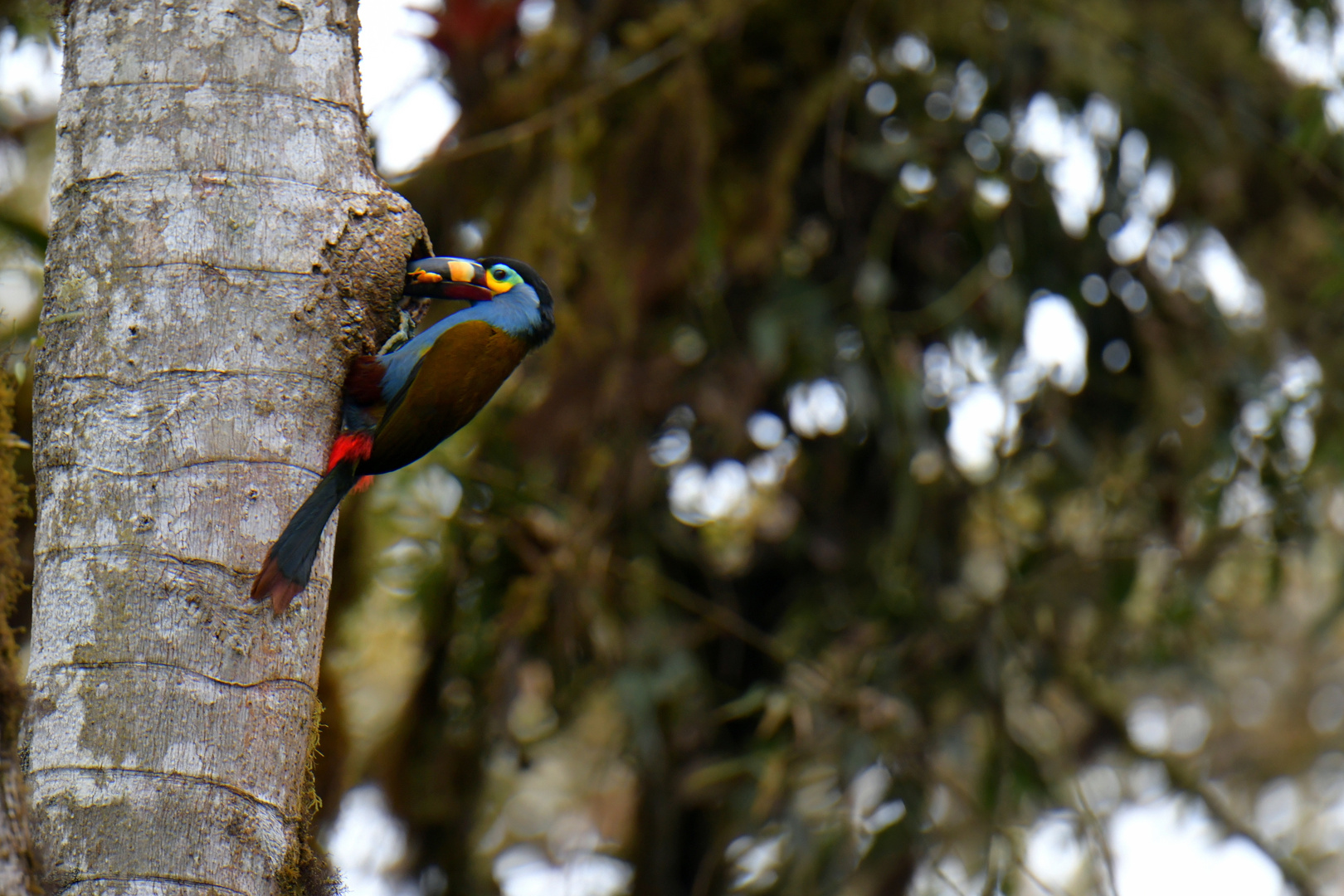 Blautukan am Nest