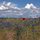 blau...und ein bißchen rot