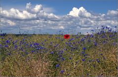 blau...und ein bißchen rot