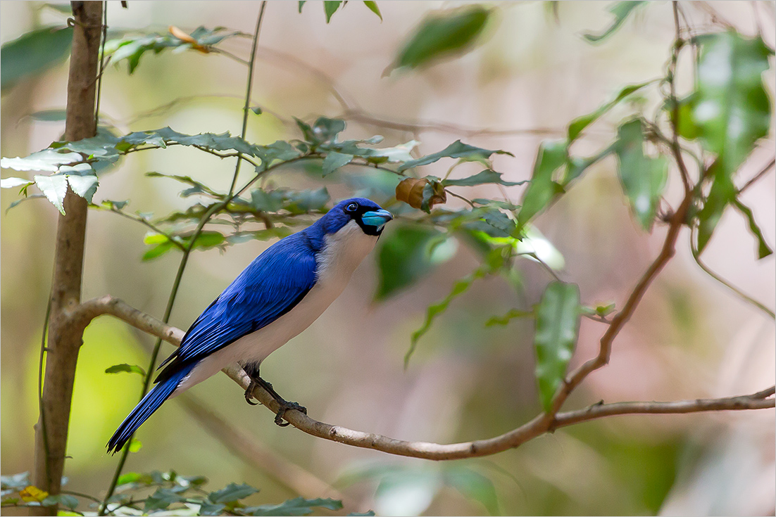 Blauvanga