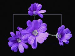 blauviolet