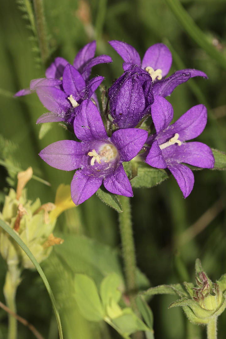 Blauviolett: Die Knäuel-Glockenblume (Campanula glomerata) ...