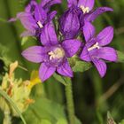 Blauviolett: Die Knäuel-Glockenblume (Campanula glomerata) ...