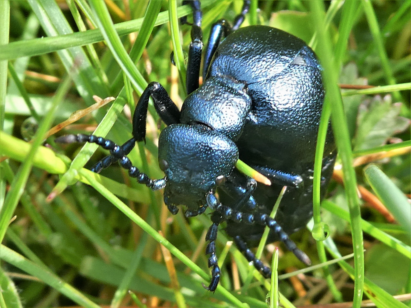 Blauvioletter Olkäfer