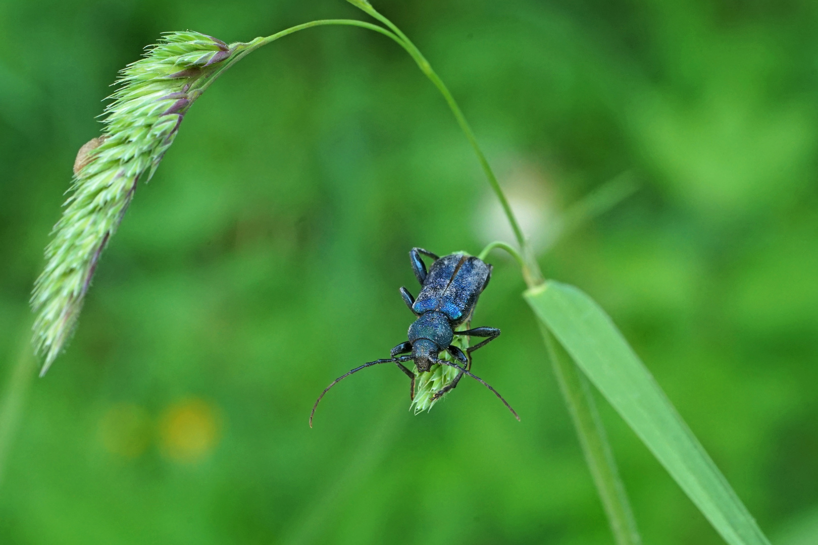 Blauvioletter Scheibenbock 