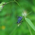 Blauvioletter Scheibenbock 