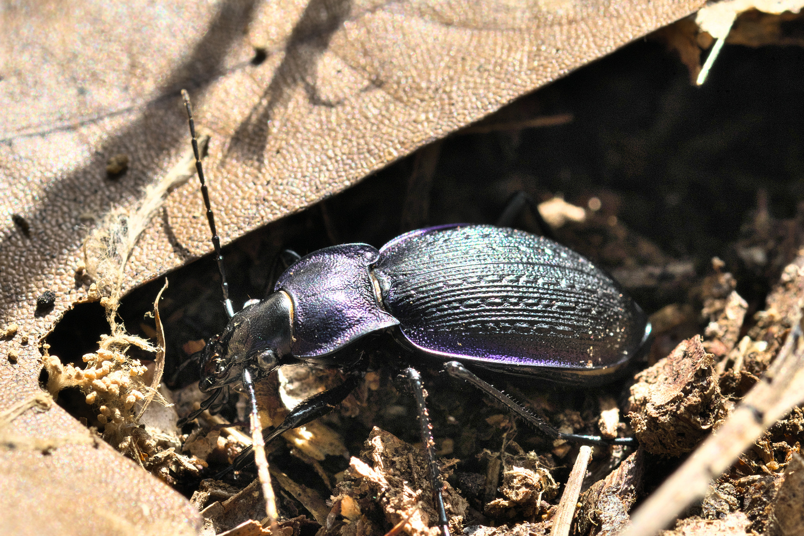 Blauvioletter Waldlaufkäfer. 