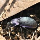 Blauvioletter Waldlaufkäfer. 