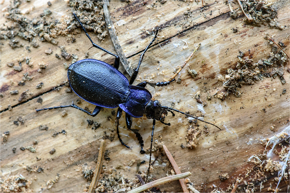 Blauvioletter Waldlaufkäfer (Carabus problematicus)