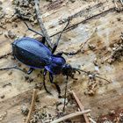 Blauvioletter Waldlaufkäfer (Carabus problematicus)