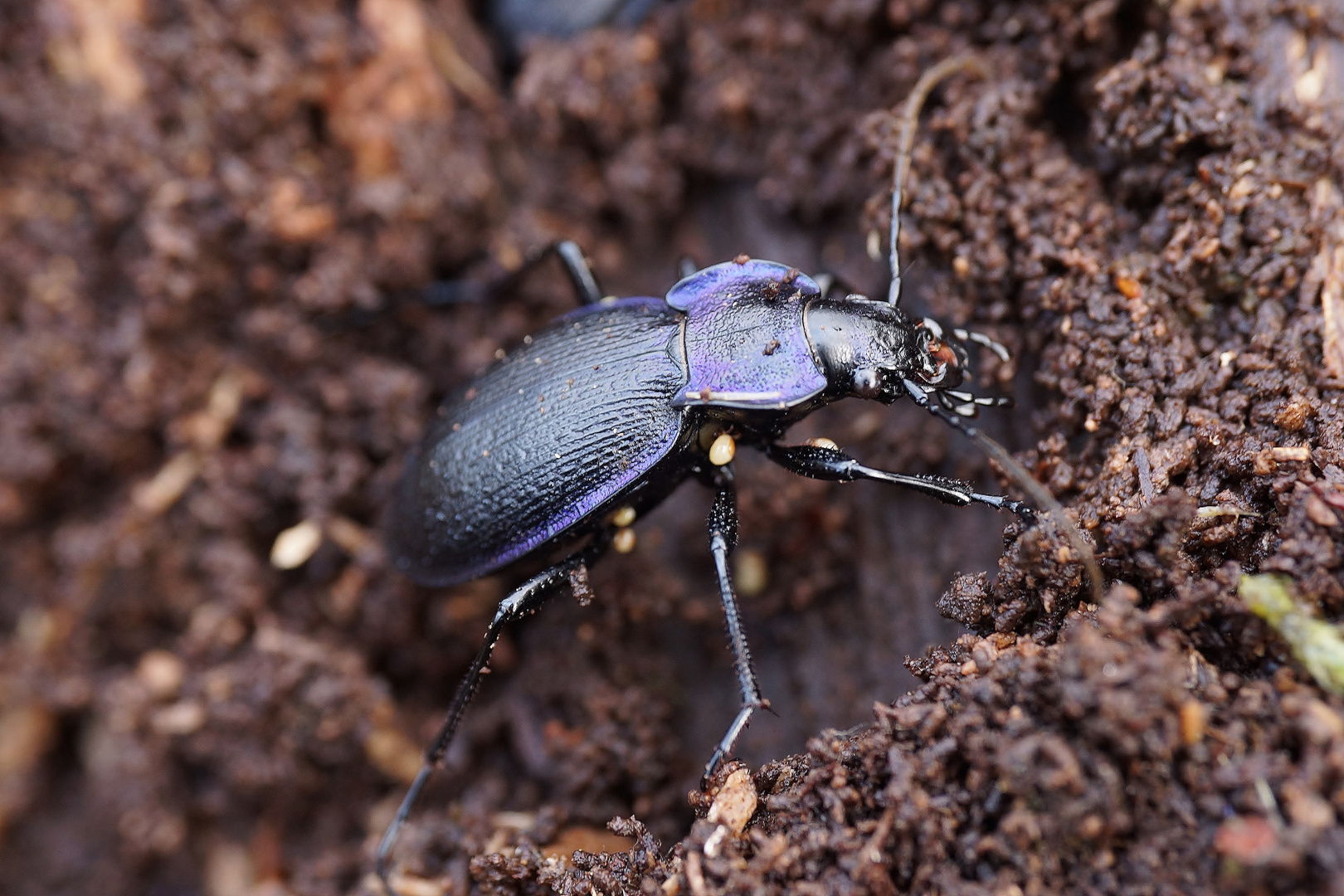 *Blauvioletter Waldlaufkäfer (Carabus problematicus)*