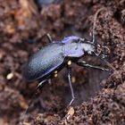 *Blauvioletter Waldlaufkäfer (Carabus problematicus)*