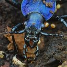 Blauvioletter Waldlaufkäfer (Carabus problematicus)