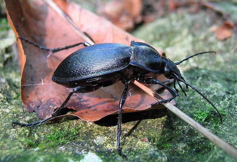 Blauvioletter Waldlaufkäfer