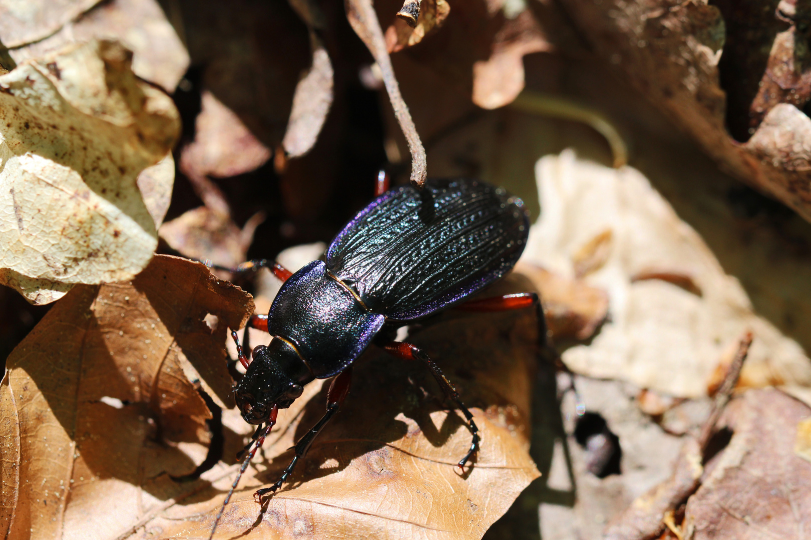 Blauvioletter Waldlaufkäfer