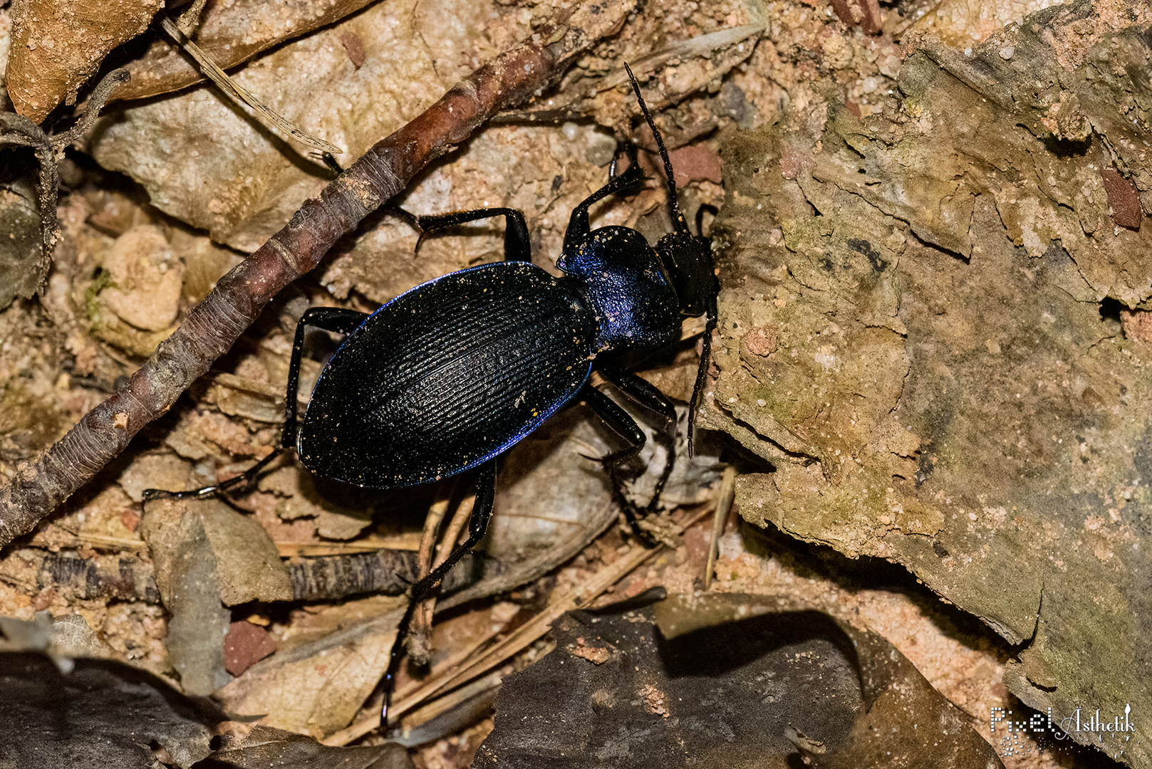 Blauvioletter Waldlaufkäfer nachts