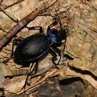 Blauvioletter Waldlaufkäfer nachts