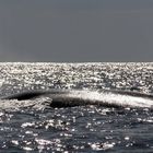 Blauwal im Gegenlicht