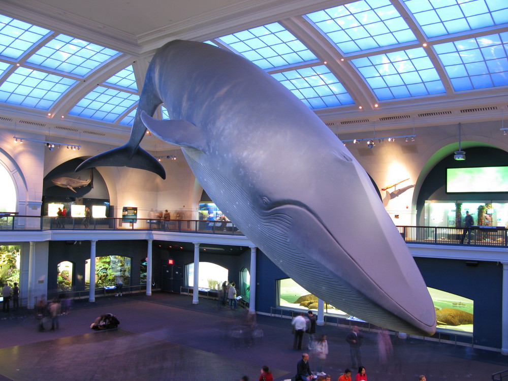 Blauwal im "Museum of Natural History"