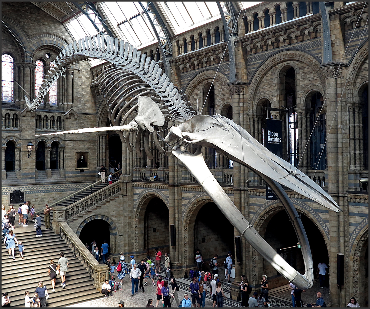 Blauwal - Natural History Museum - London