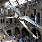 Blauwal - Natural History Museum - London