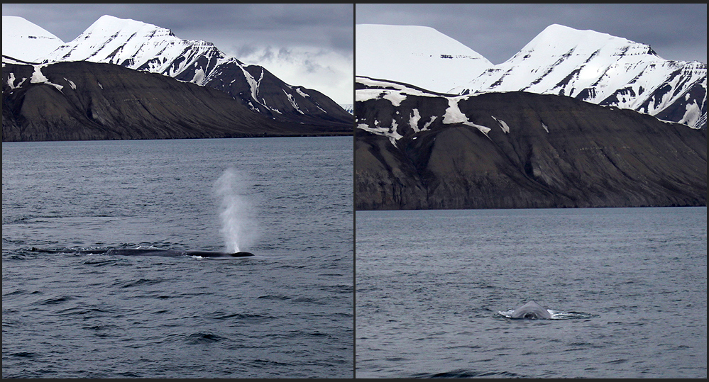 Blauwal / Svalbard