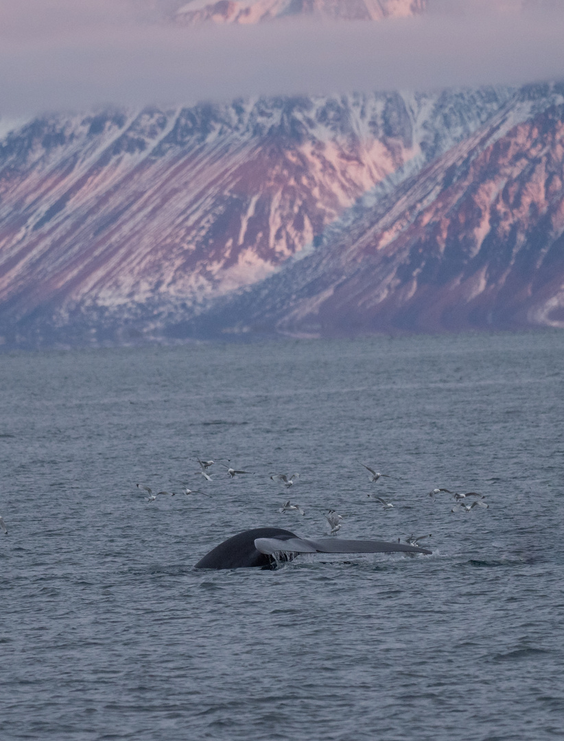 Blauwal vor Spitzbergen