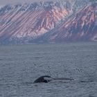 Blauwal vor Spitzbergen