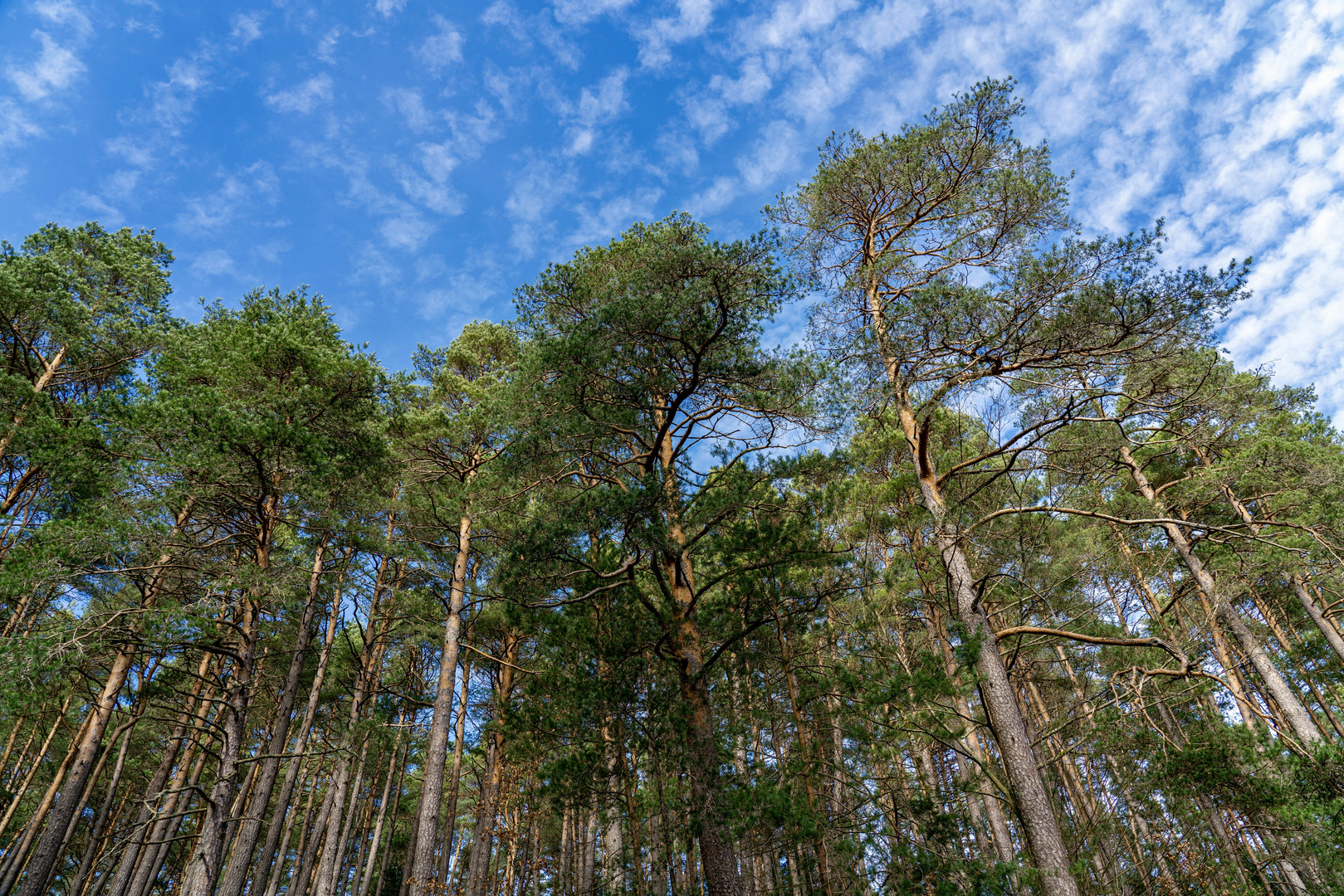 Blauwald