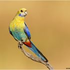 Blauwangenrosella (Platycercus adscitus) Cape York, Australien