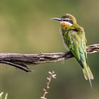 Blauwangenspint (Madagascar bee-eater)