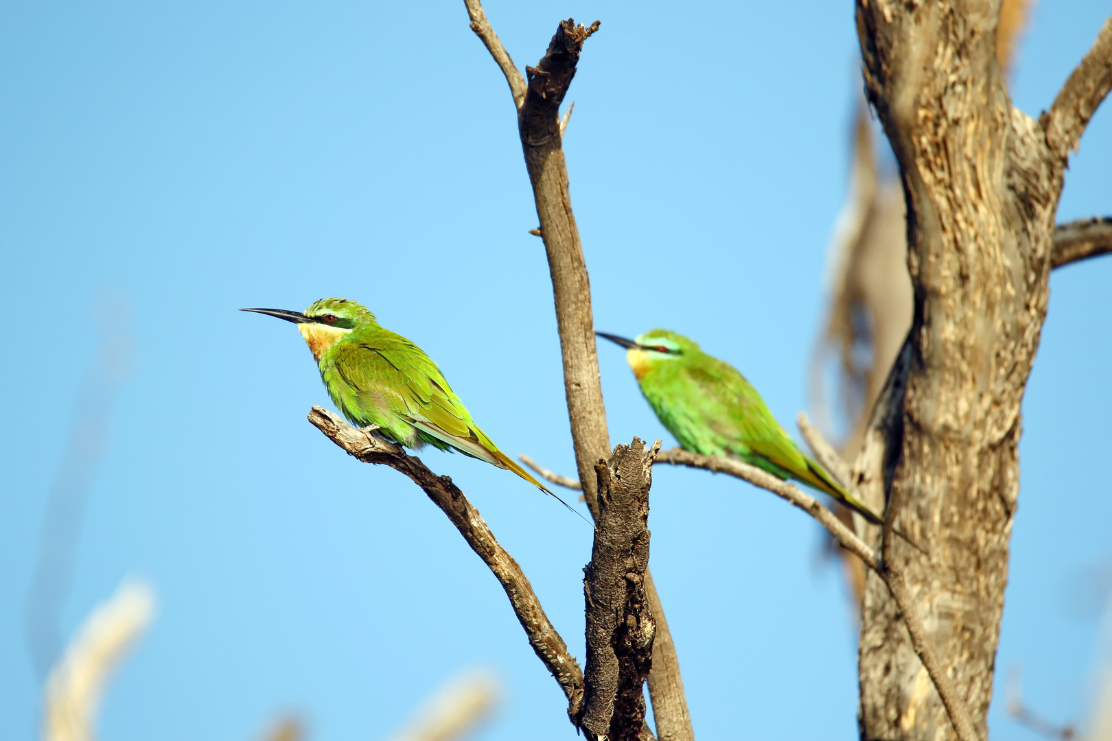 Blauwangenspint (Merops persicus)